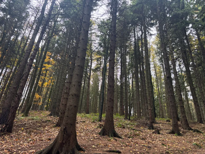 Co ovlivňuje cenu pelet v roce 2026? Levnější jaro zatím není jisté.